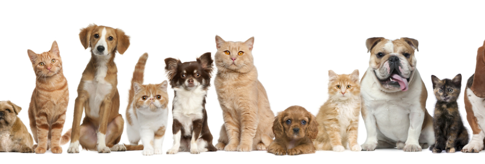 ANIM'HOT devient O'PRESTIGE