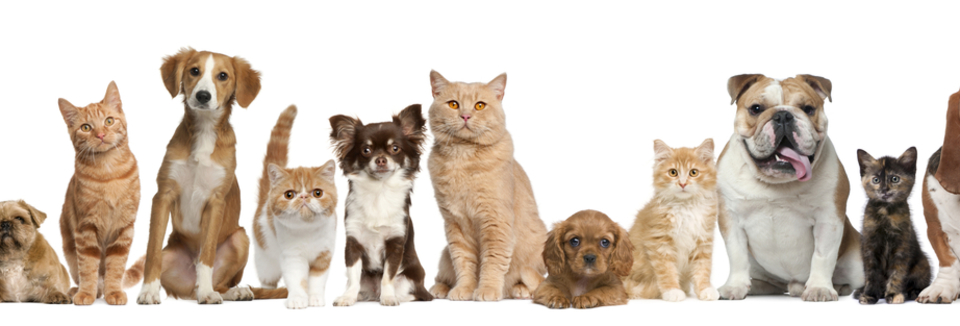 Bienvenu chez Anim'Hôt