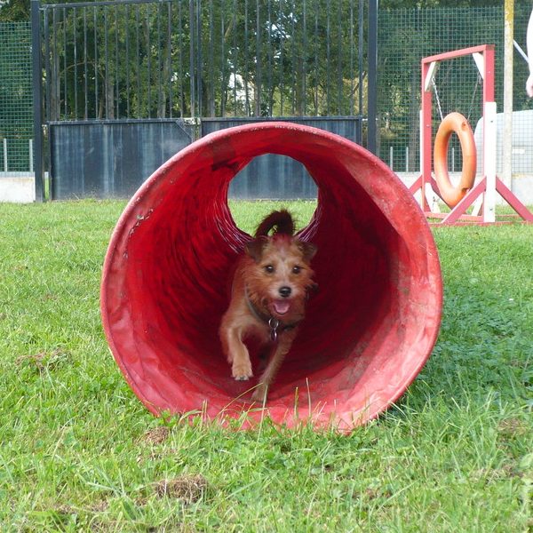 Un chien de berger allemand assis sur un terrain